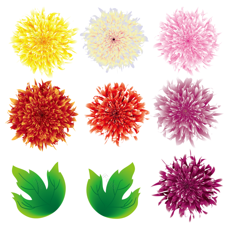 节日图片,牡丹花元素,自然PNG,庆祝免抠素材